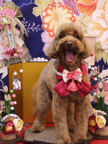 20240107テディくん